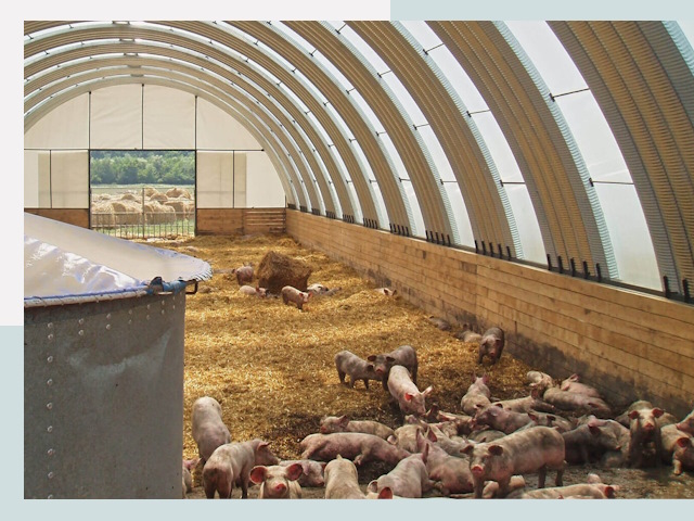 Строительство свинарников в Ломоносове